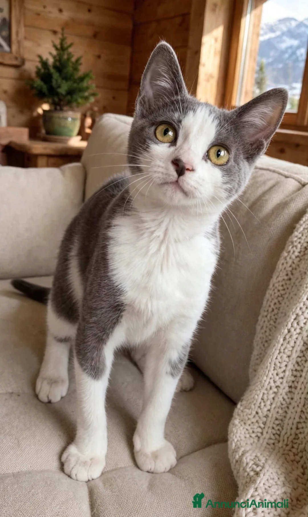 Europeo gatti in regalo: Hiro un gattino dolcissimo  - Annuncio 1