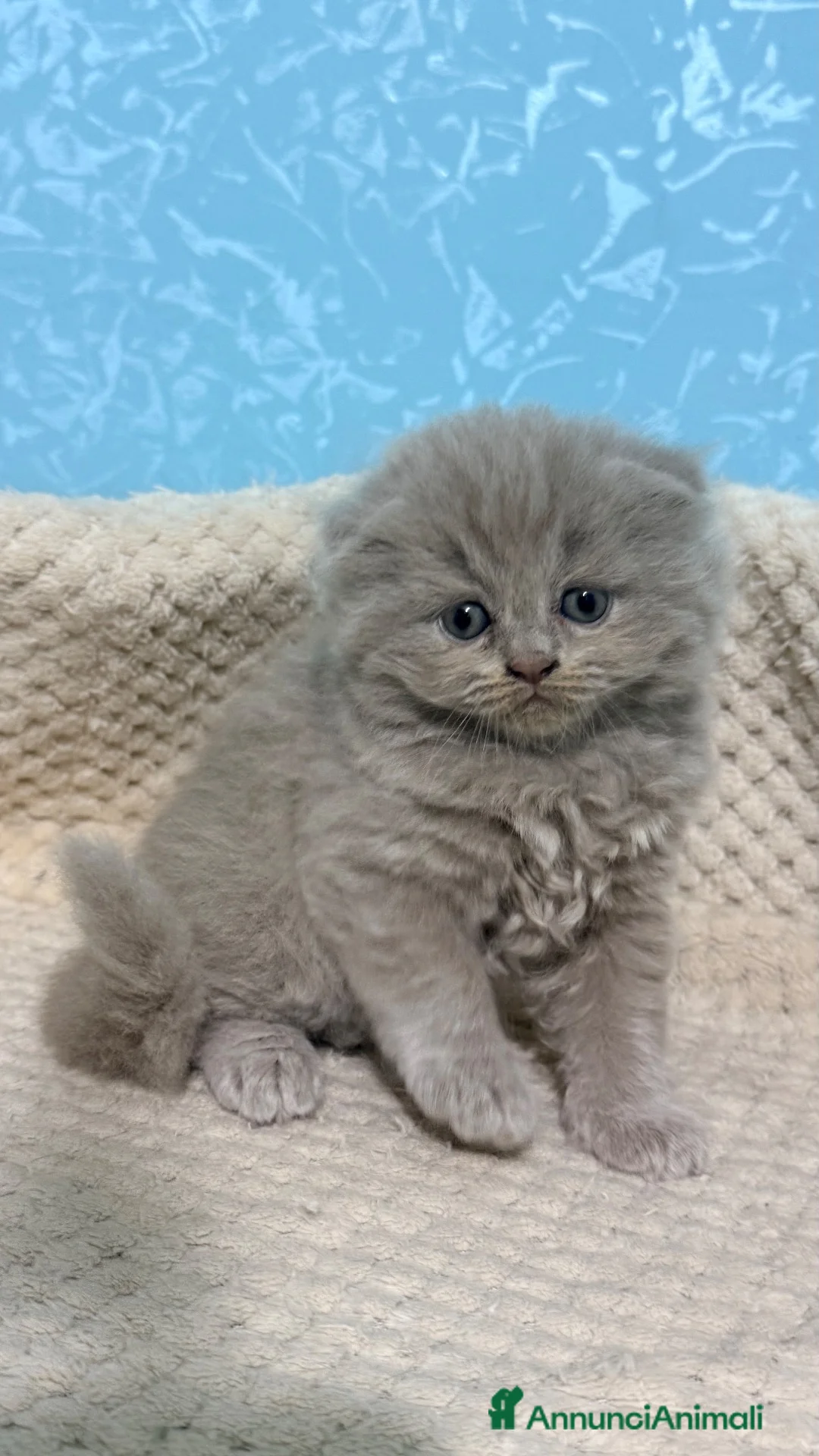 Scottish gatti in vendita: Gattini scottish straight e fold a Provincia di Padova - Annuncio 16