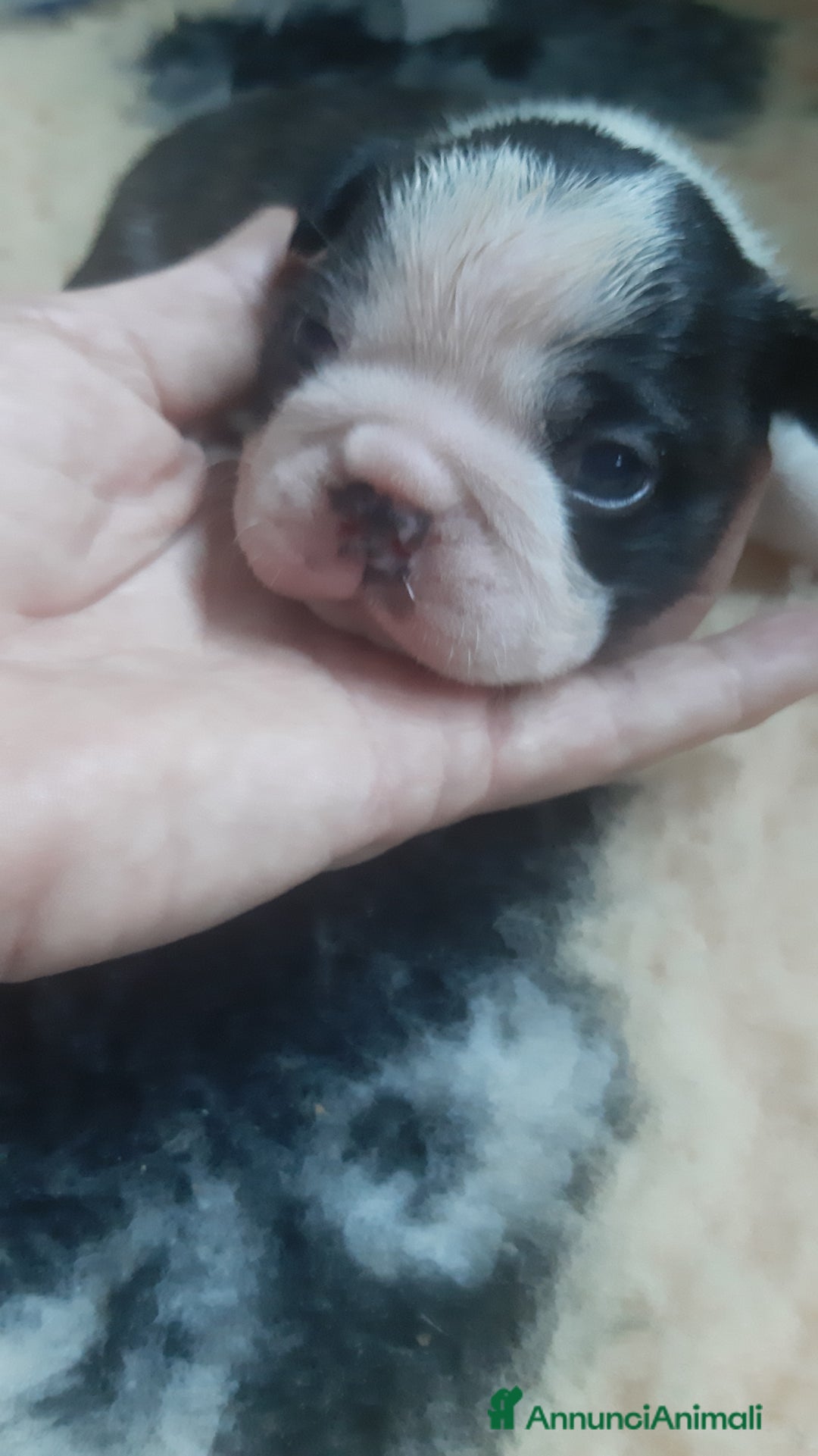 Boston Terrier cani in vendita: Boston terrier con pedigree  a Metropolitan City of Milan - Immagine 16