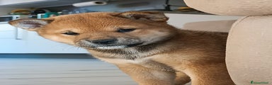 Shiba Inu Cucciolo 2