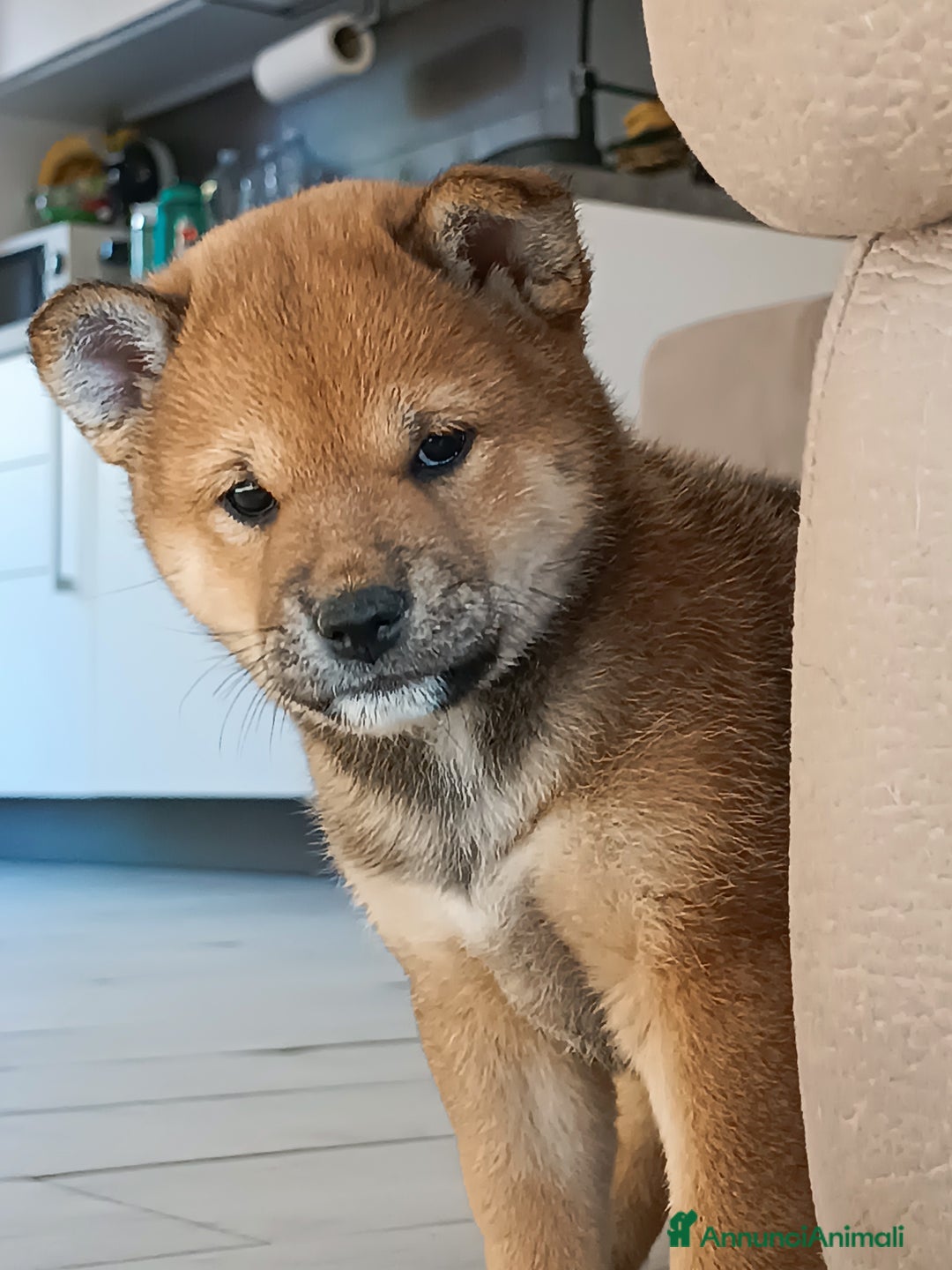 Shiba Inu cani in vendita: Shiba inu - Annuncio 9