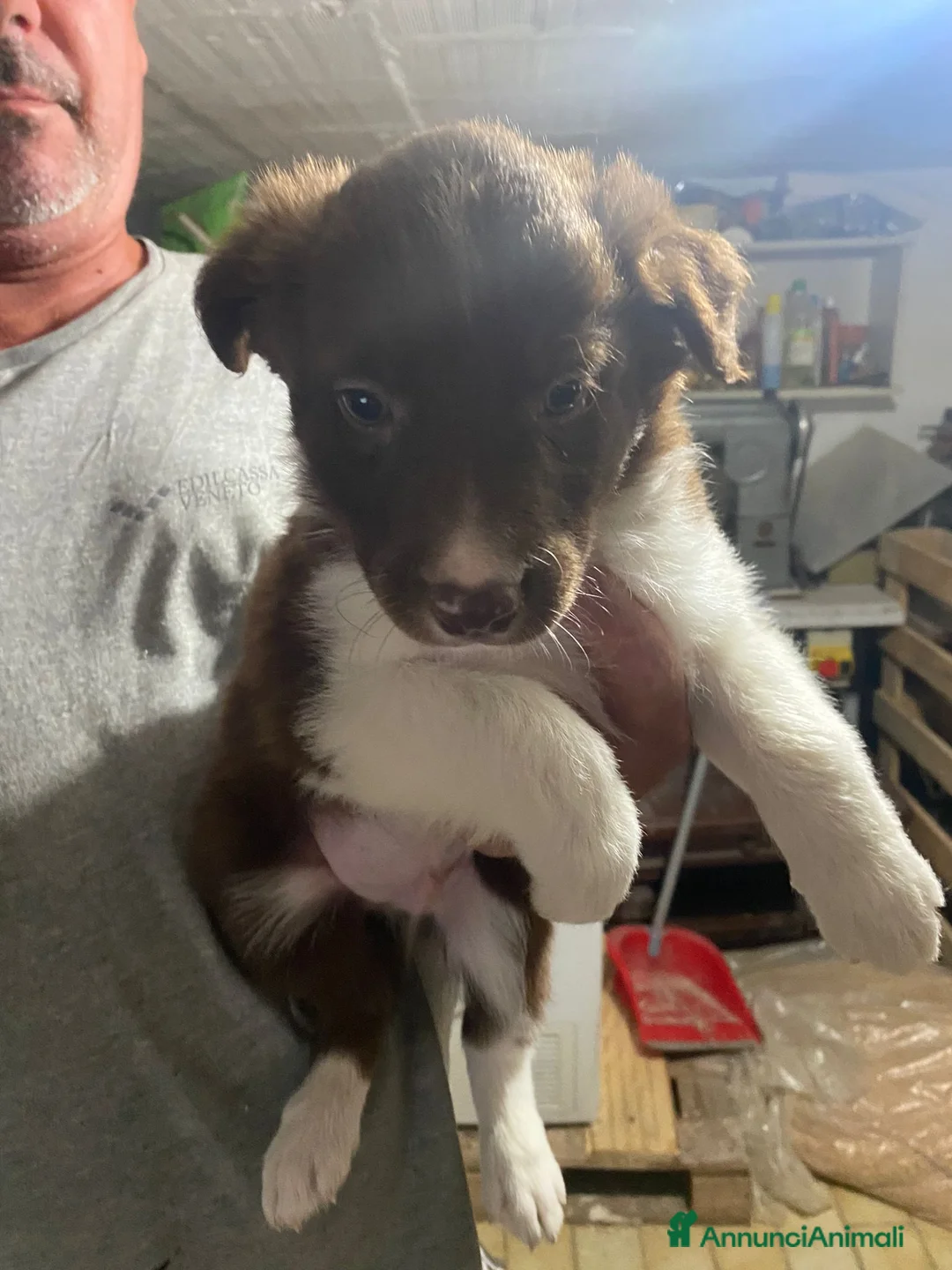 Border Collie cani in vendita: Cuccioli di Border Collie - Annuncio 4