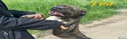 Pitbull cani in regalo: TEA un amore , buona a Provincia di Lucca - Annuncio 3