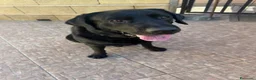 Labrador cani in regalo: Ettore dolcissimo labrador nero - Annuncio 3