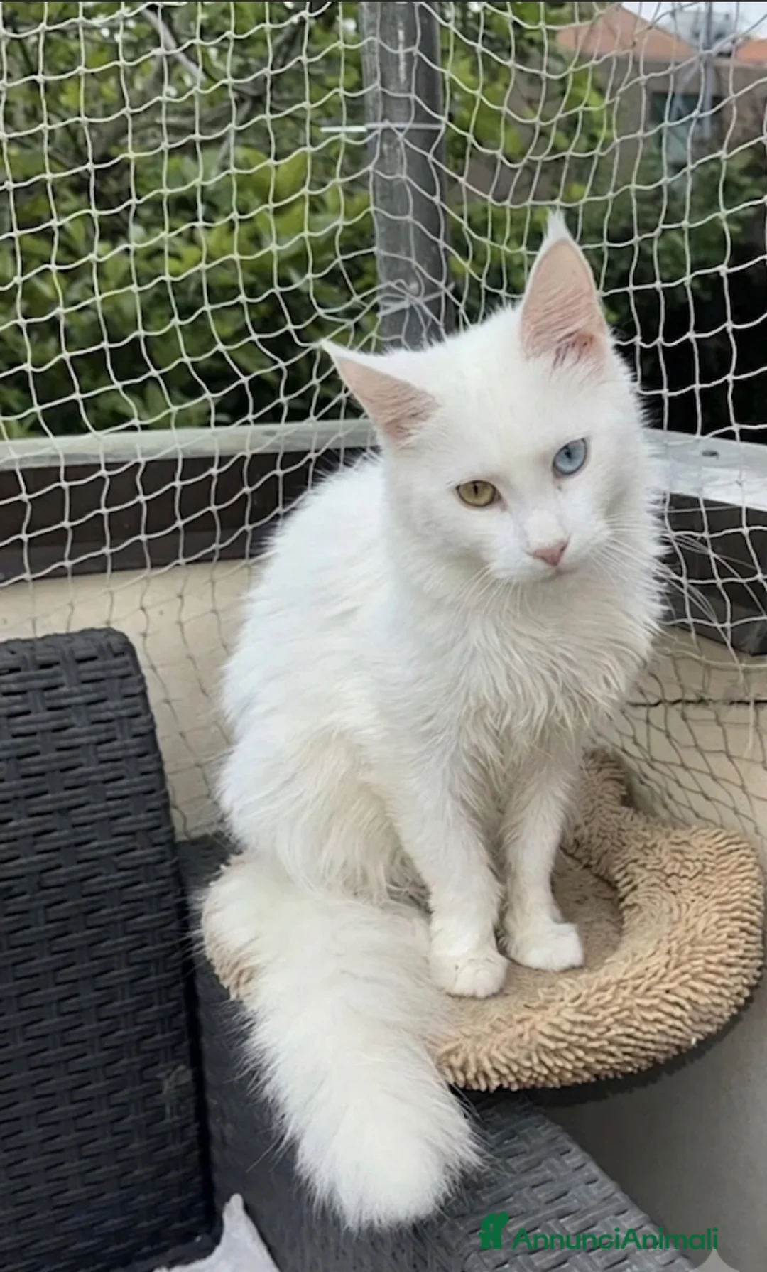 Maine Coon gatti in vendita: Cuccioli di Maine Coon femmine/maschi - Annuncio 2