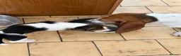 Bassethound cani in vendita: Cucciolata Bassethound  a Città metropolitana di Milano - Annuncio 10