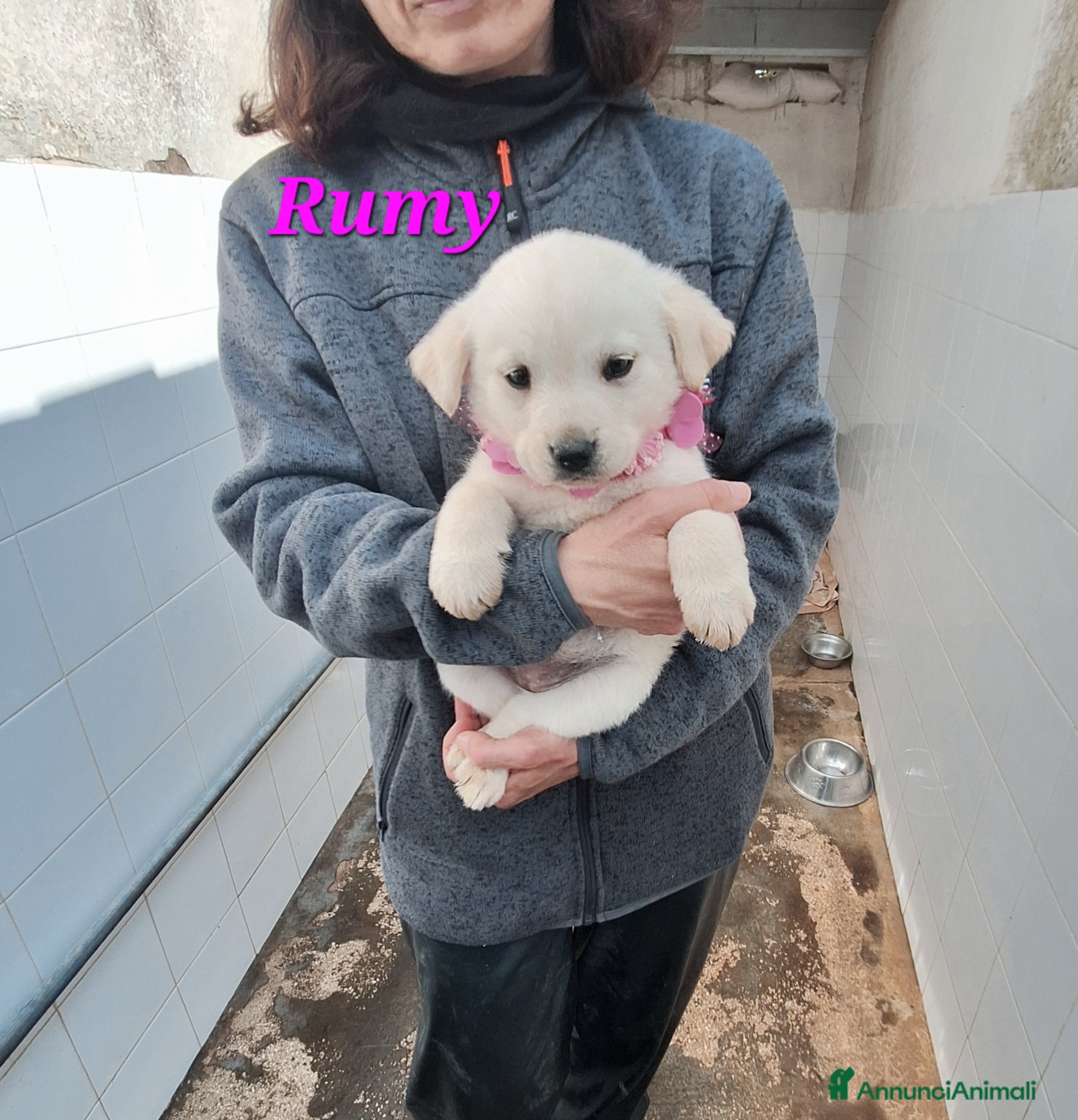 Meticcio cani Rumy dolce cucciola simil labrador in adozione  - Annuncio 19