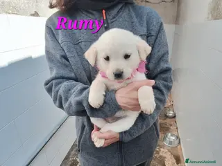 Meticcio cani Rumy dolce cucciola simil labrador in adozione - Annuncio 19