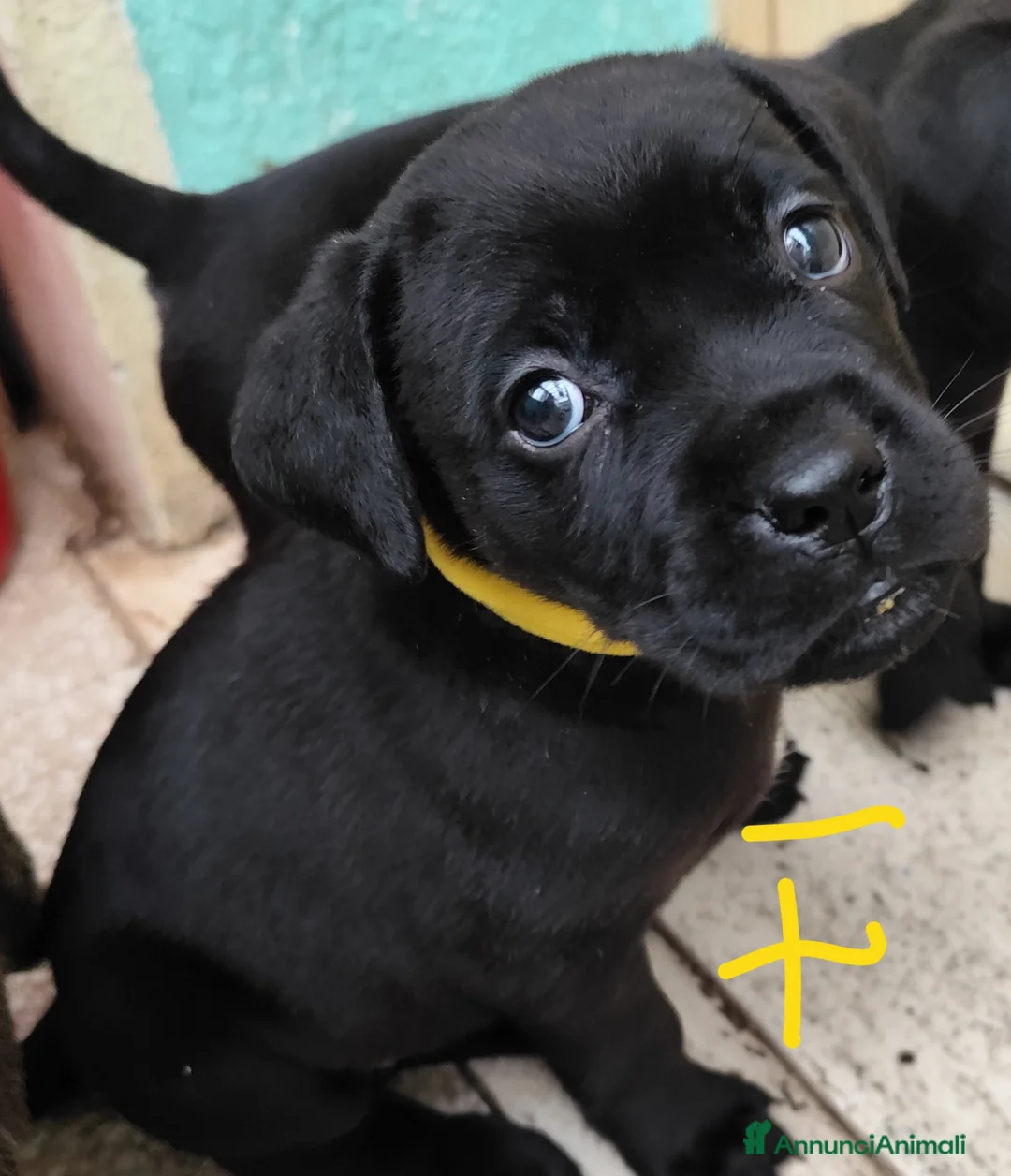 Cane Corso cani in vendita: Cuccioli di cane corso  - Annuncio 15