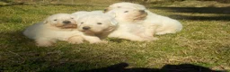 Pastore Maremmano cani in vendita: Spettacolari cuccioli di Pastore Abruzzese  - Annuncio 21