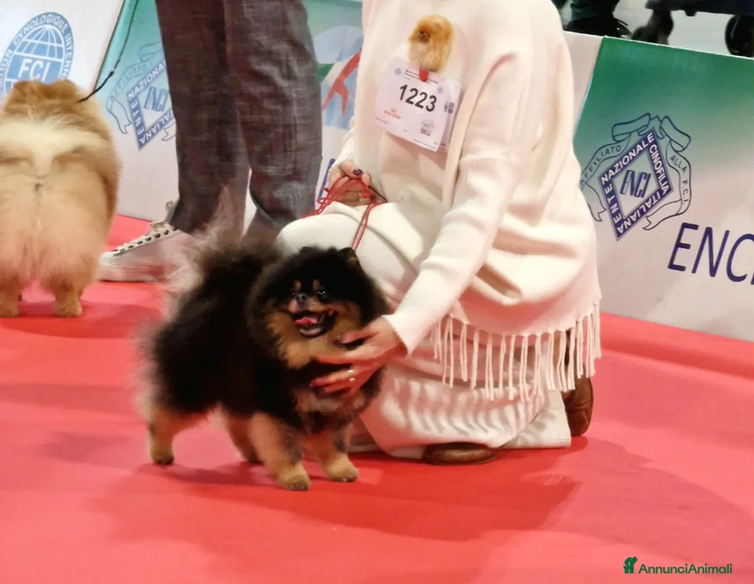 Spitz cani in vendita: Disponibile per la monta  / accoppiamento  - Annuncio 4