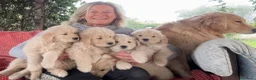 Golden Retriever cani in vendita: CUCCIOLA GOLDEN AMERICANO - Annuncio 7