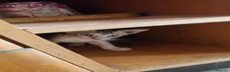 Europeo gatti in regalo: Gattini da adottare - Annuncio 4