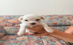 Bichon cani in vendita: Cuccioli di Bichon maltese  a Provincia di Verona - Immagine 5