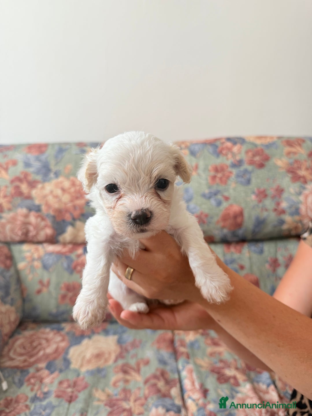 Bichon cani in vendita: Cuccioli di Bichon maltese  a Provincia di Verona - Immagine 5