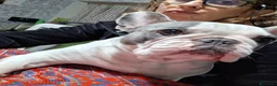 Bulldog Francese cani in vendita: Cuccioli di bulldog francese  - Annuncio 1