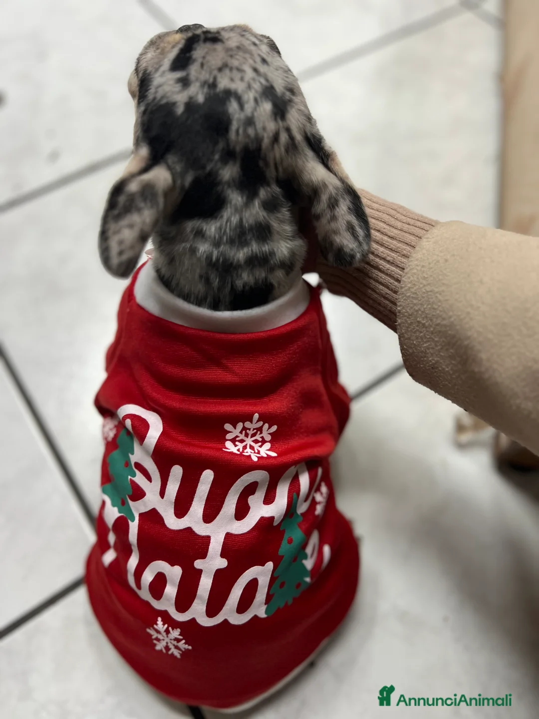 Bulldog Francese cani in vendita: Bulldog francese - Annuncio 3