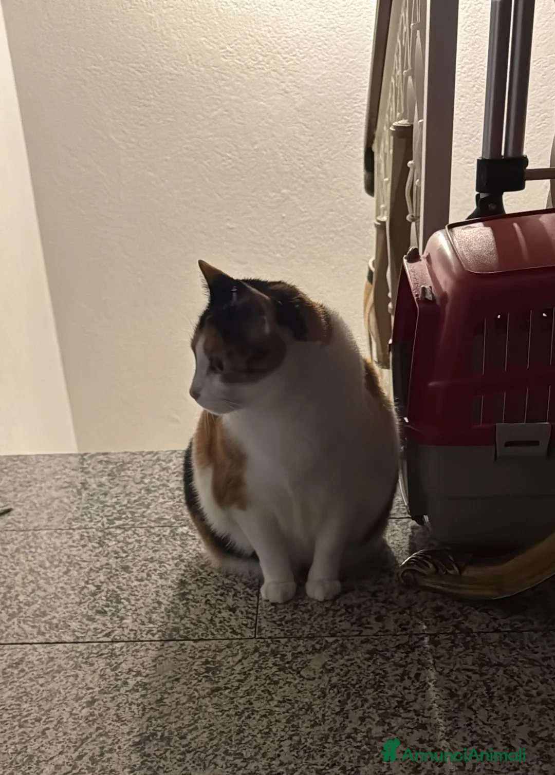 Meticcio gatti in regalo: GATTA ANZIANA - Annuncio 2