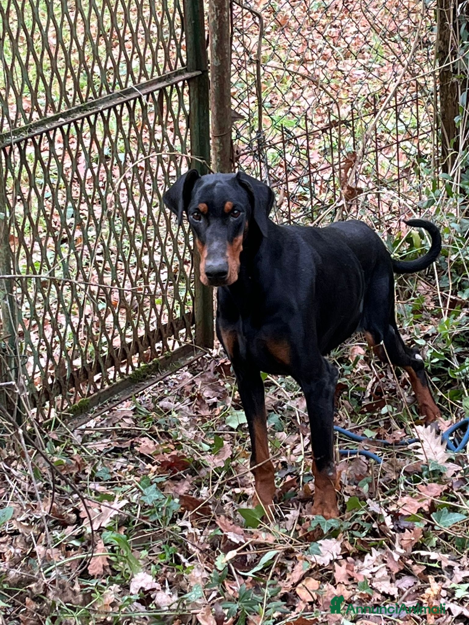 Dobermann cani Dobermann femmina pura - Annuncio 1