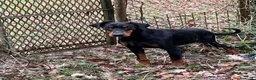 Dobermann cani in regalo: Dobermann femmina pura - Annuncio 1