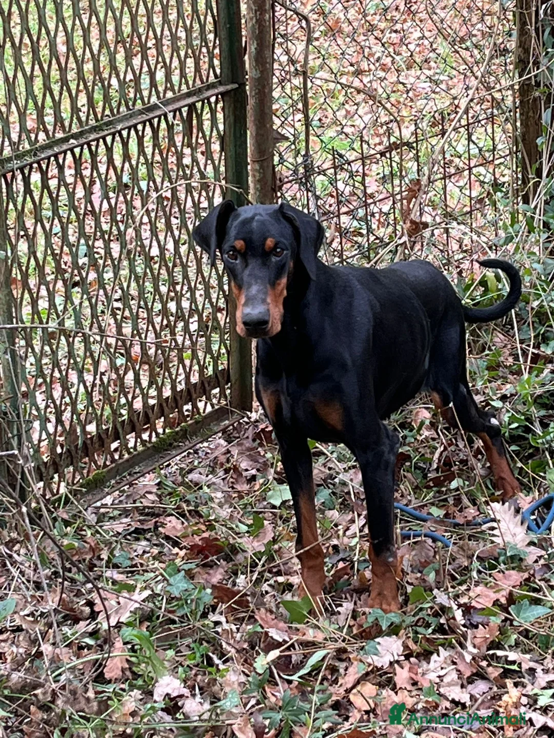 Dobermann cani in regalo: Dobermann femmina pura - Annuncio 1