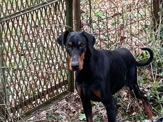 Dobermann cani in regalo: Dobermann femmina pura - Annuncio 1