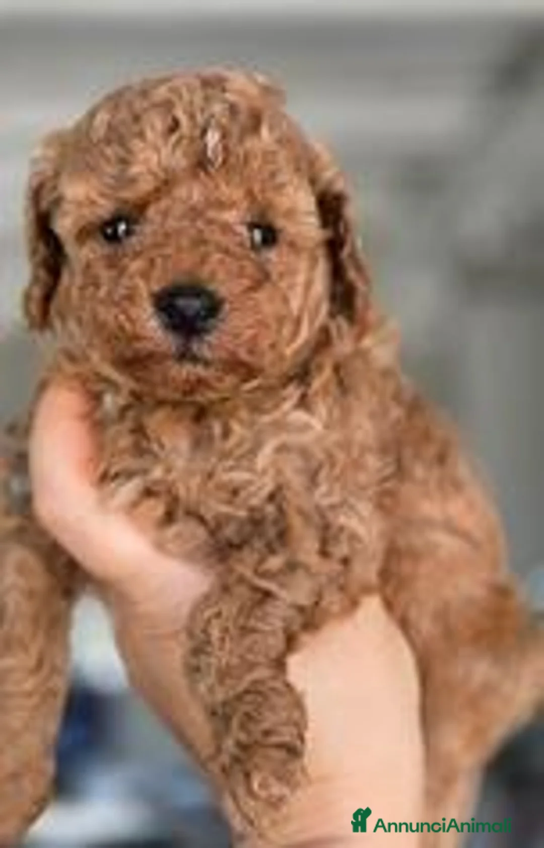 Barboncino Toy cani in vendita: Cucciole Barboncino toy - Annuncio 2