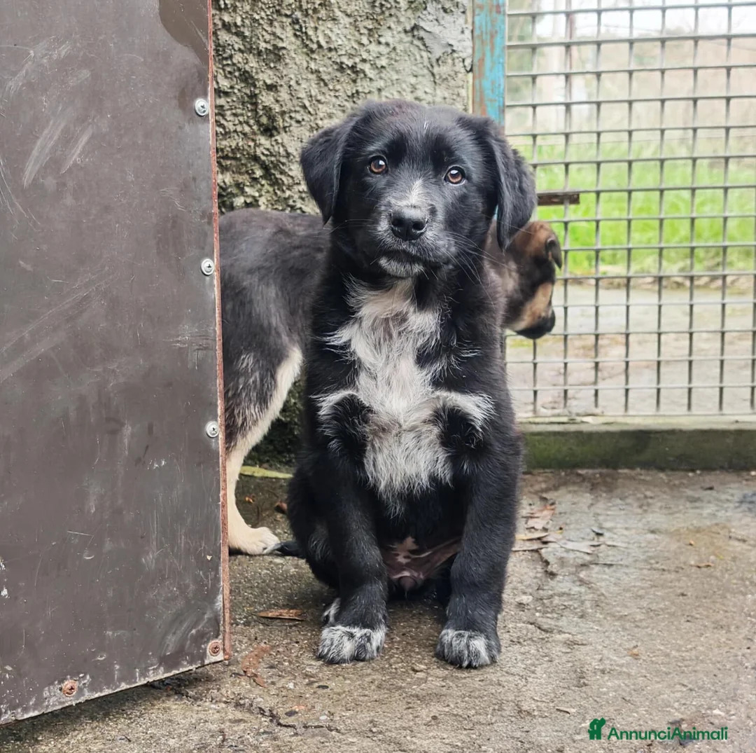 Meticcio cani in regalo: MORA 🩷 - cucciola futura taglia media cerca casa  - Annuncio 5