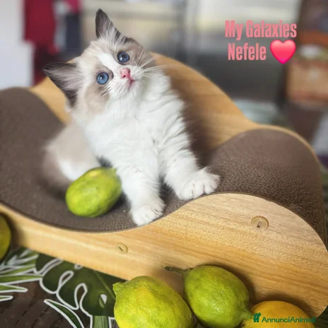 Ragdoll gatti - Annuncio 3