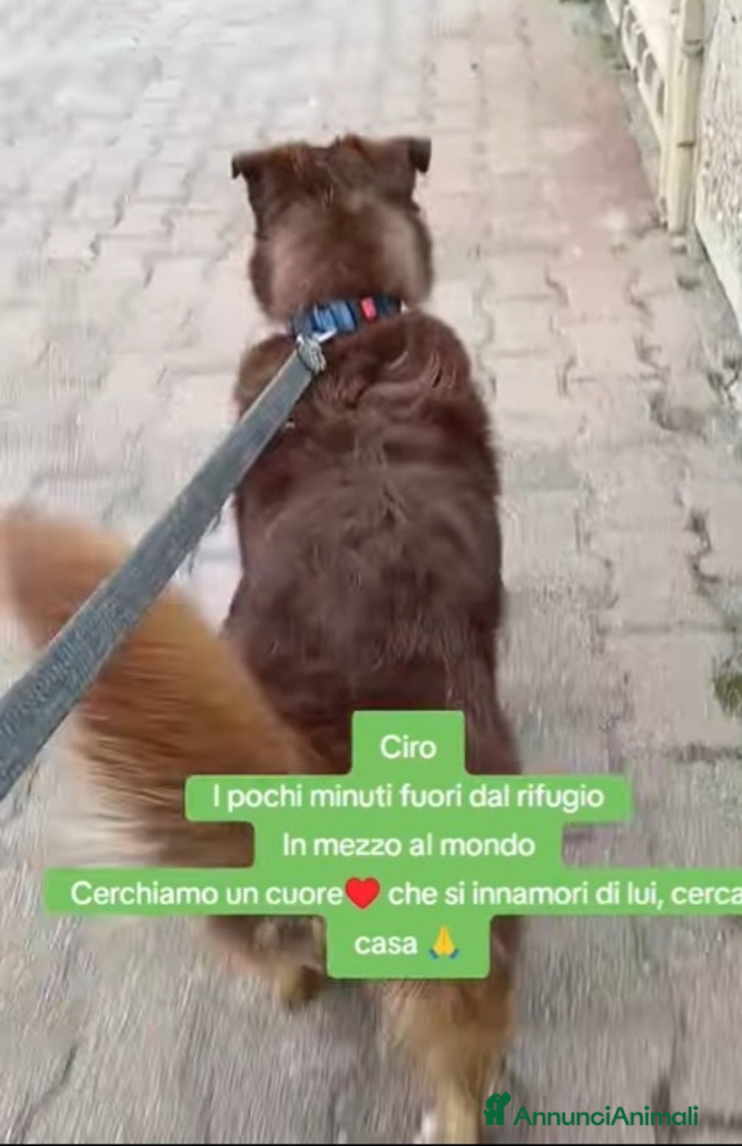 Meticcio cani in regalo: Ciro 2anni pelo fulvo occhi chiari MESSINA SOS a Città metropolitana di Milano - Immagine 4