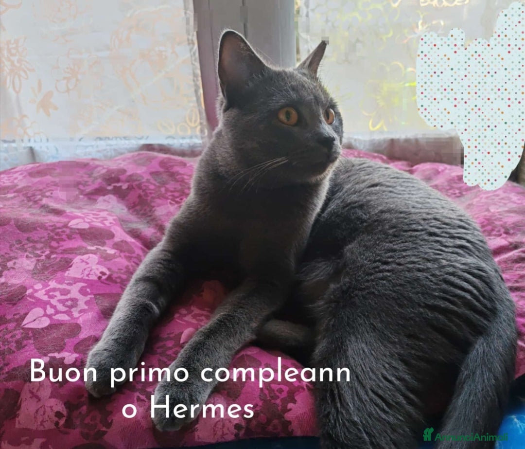 Certosino gatti in vendita: Cuccioli di CERTOSINO PURISSIMI a Metropolitan City of Milan - Immagine 16