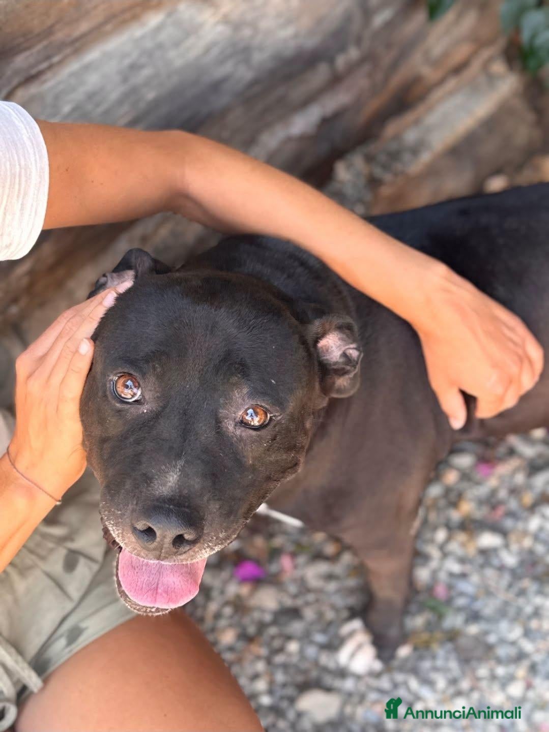 Pitbull cani Baghera - Annuncio 18