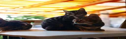 Bengala gatti in vendita: Gatti del Bengala  - Annuncio 4