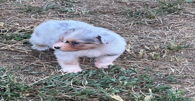 Australian Shepherd cani a Città Metropolitana di Torino - Annuncio 9