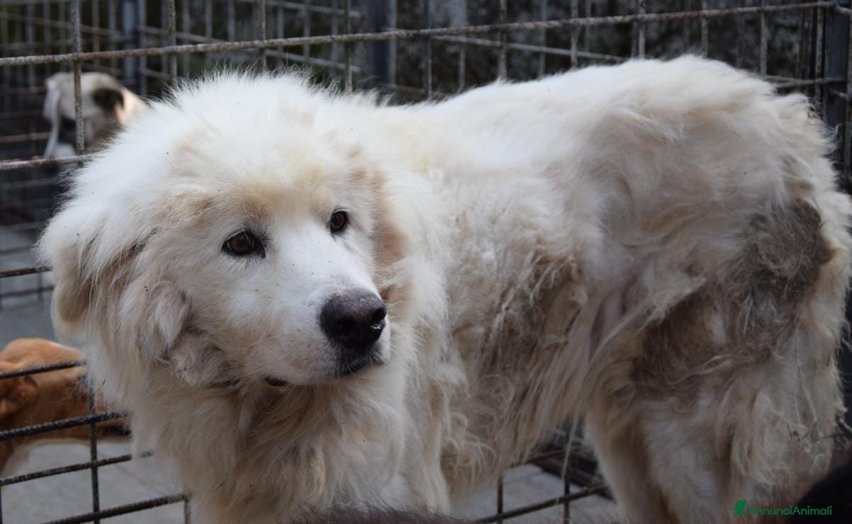 Altre razze cani SOGNO, adozione del cuore per questo buonissimo  a Città metropolitana di Roma Capitale - Annuncio 31