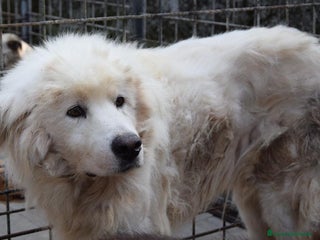 Altre razze cani SOGNO, adozione del cuore per questo buonissimo a Città metropolitana di Roma Capitale - Annuncio 23