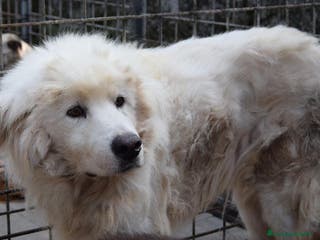 Altre razze cani SOGNO, adozione del cuore per questo buonissimo a Città metropolitana di Roma Capitale - Annuncio 31