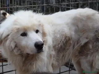 Altre razze cani SOGNO, adozione del cuore per questo buonissimo a Città metropolitana di Roma Capitale - Annuncio 11