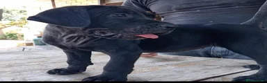 Cane Corso 4