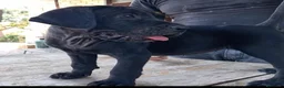 Cane Corso cani in vendita: Ultimi cuccioli di cane corso  a Libero consorzio comunale di Agrigento - Annuncio 8