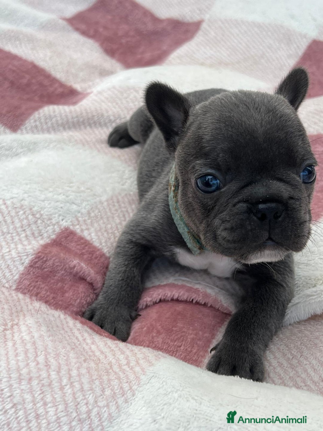 Bulldog Francese cani in vendita: Cuccioli bulldog francese esotici blu - Annuncio 29