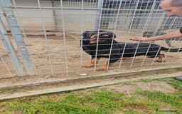 Rottweiler cani in regalo: Ares: 5 anni, Rottweiler equilibrato, socievole  a Città Metropolitana di Genova - Immagine 6