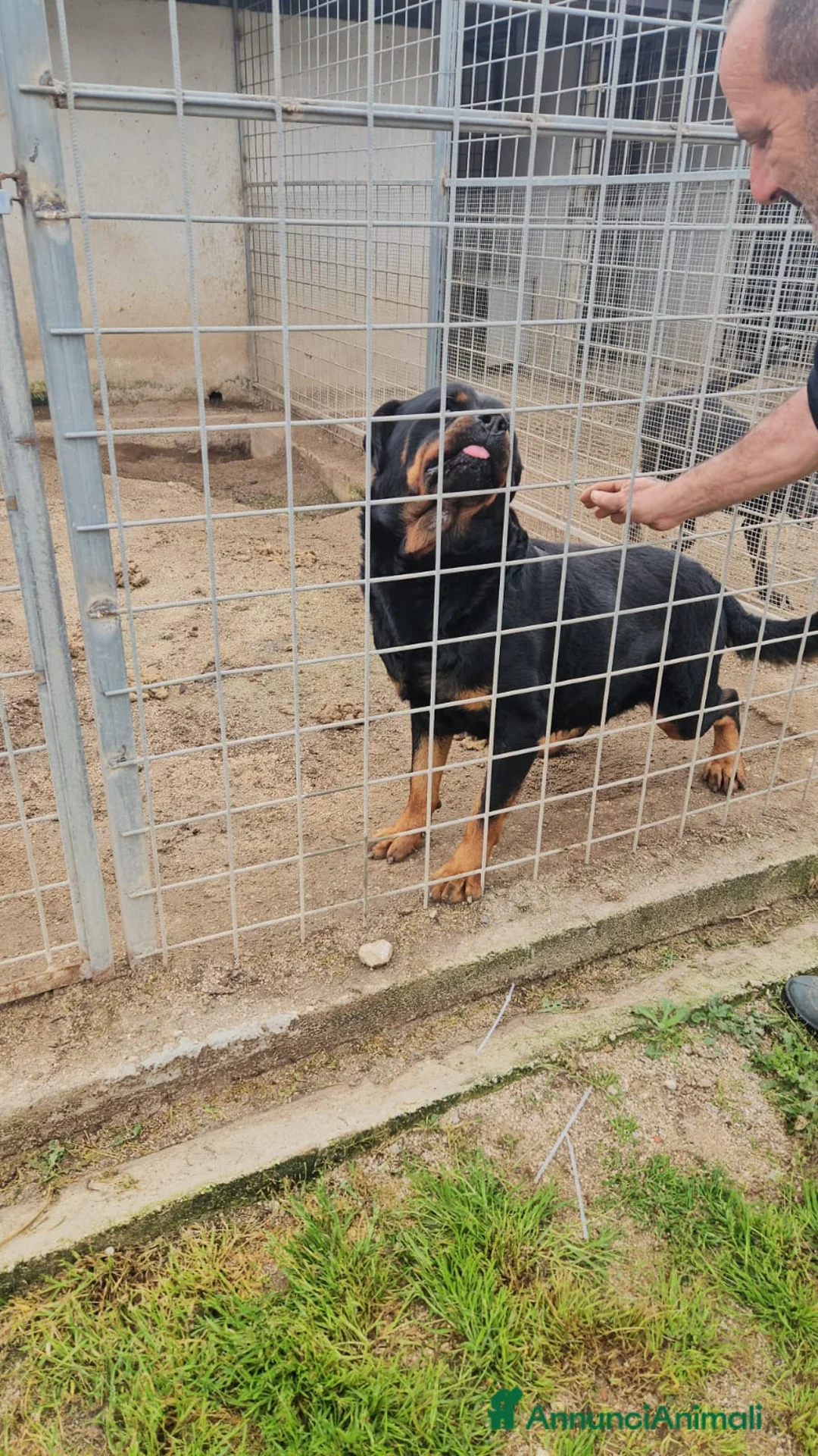 Rottweiler cani in regalo: Ares: 7 anni, Rottweiler equilibrato, socievole  a Città Metropolitana di Genova - Annuncio 9