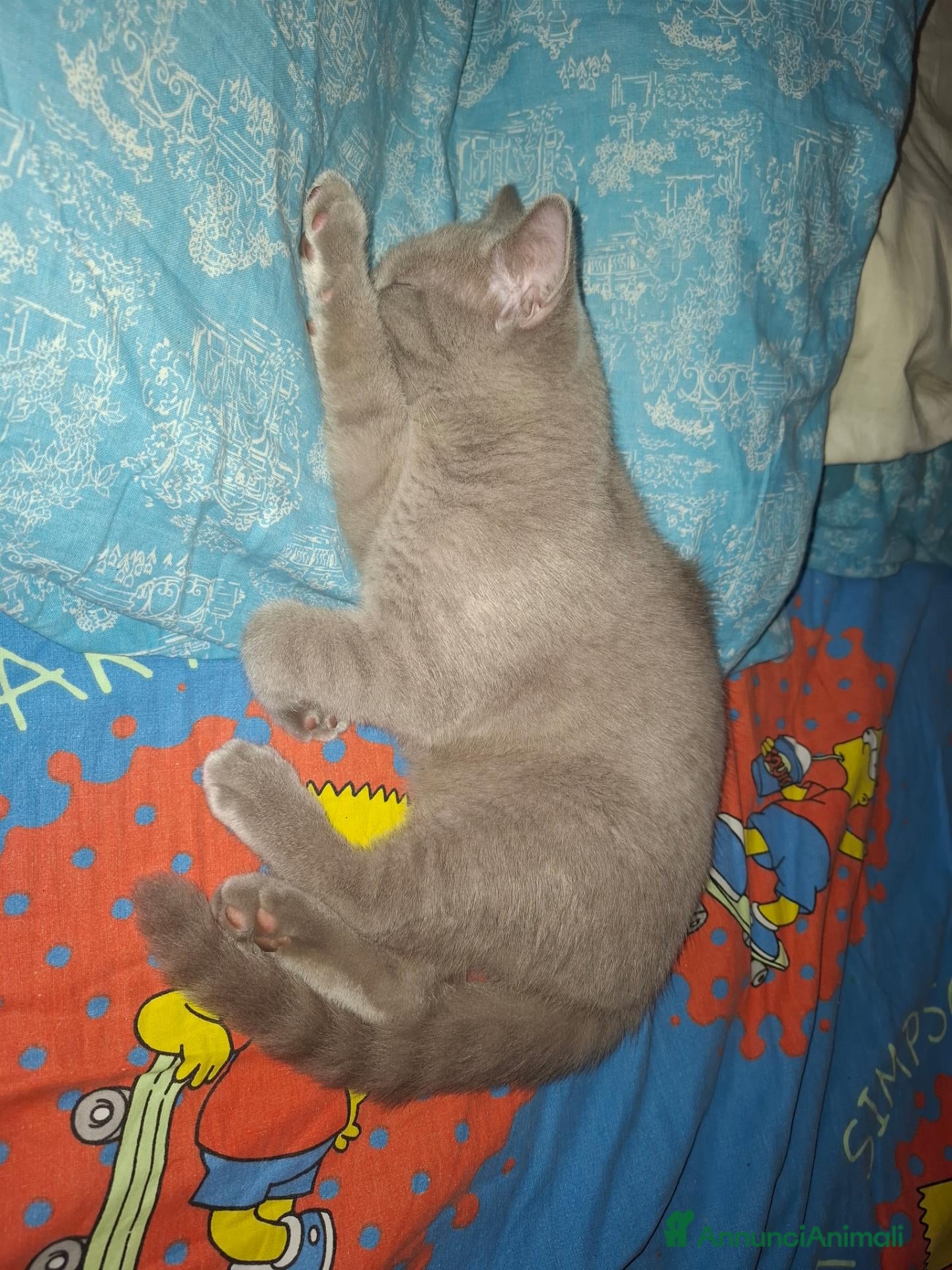 British gatti  maschi British Shorthair  - Annuncio 27