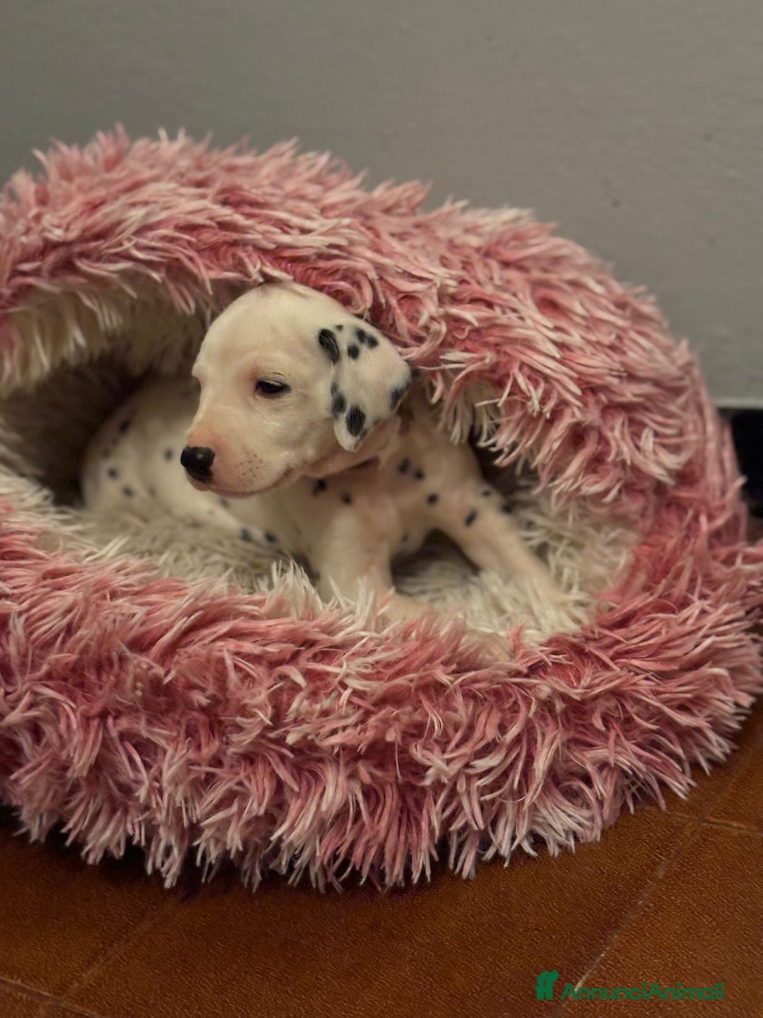 Dalmata cani in vendita: Dalmata cuccioli  - Annuncio 6