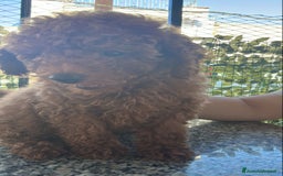 Barboncino Toy cani in vendita: Barboncino Toy Red a Provincia di Foggia - Immagine 2