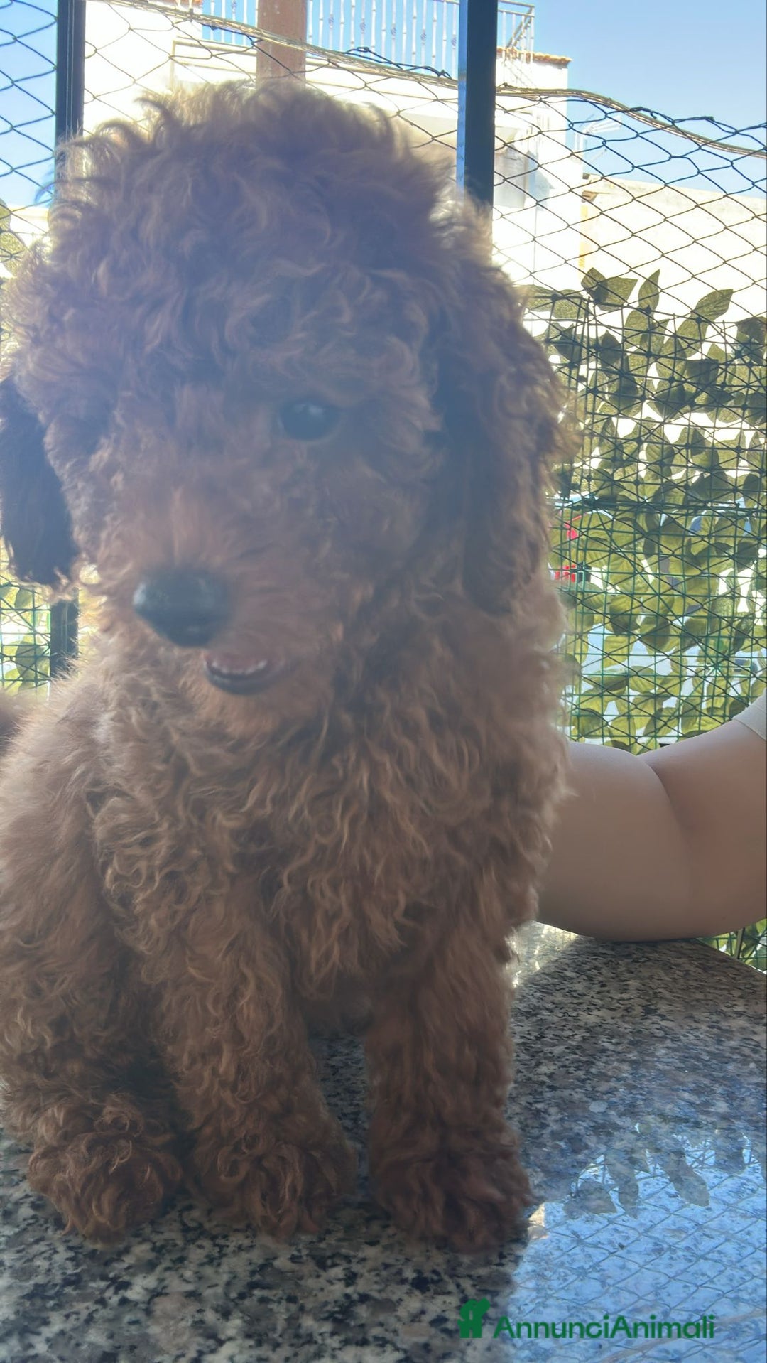 Barboncino Toy cani in vendita: Barboncino Toy Red a Provincia di Foggia - Immagine 2