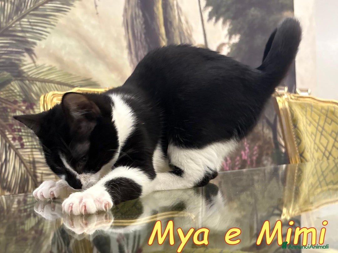 Europeo gatti in regalo: MYA E MIMI URGENTE CERCANO CASA - Annuncio 3