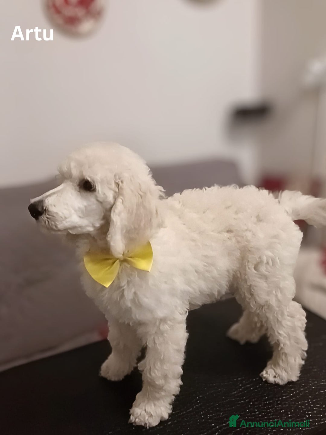 Barbone cani in vendita: Cuccioli di Barboncino con Pedigree ENCI 🐩 a Città metropolitana di Roma Capitale - Annuncio 10