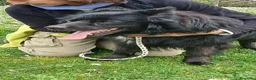 Meticcio cani in regalo: NONNO NOE' HA BISOGNO DI TE, ADOZIONE A DISTANZA - Annuncio 4